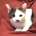 犬慣れしています！犬猫多頭飼いも可！