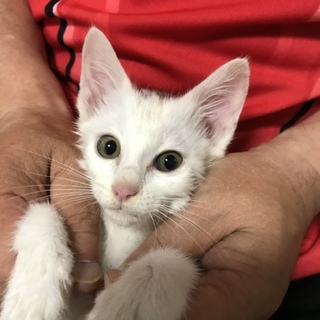 母猫に置いていかれた子猫