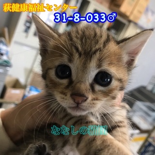 可愛い茶トラキジ君♡4匹兄妹で収容 033