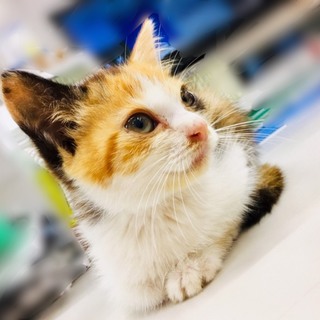 懐っこい三毛猫1匹