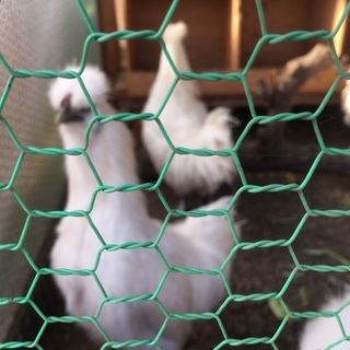 烏骨鶏ペア里親決定ありがとうございました。