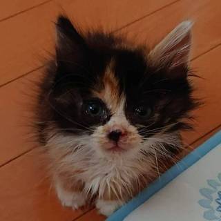 問い合わせあり、募集一時停止