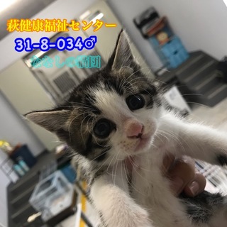 タレ目が可愛い白キジ君♡034