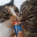 異常な程の甘えん坊猫です！！