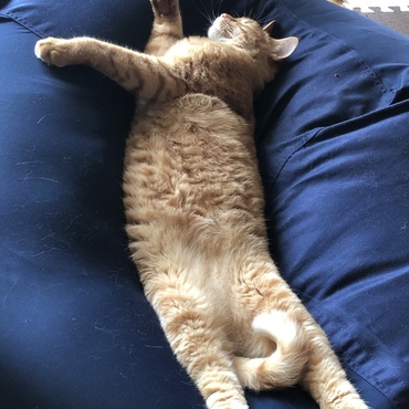 びよ〜ん(๑╹ω╹๑ )