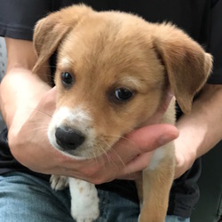 東京新宿『犬だけの譲渡会』