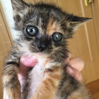 ありがとうございます