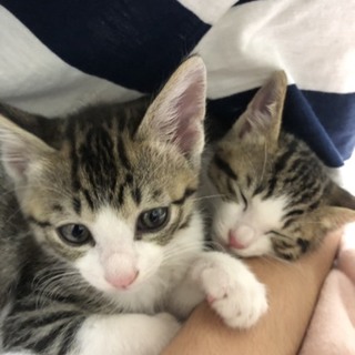 可愛い三兄弟妹