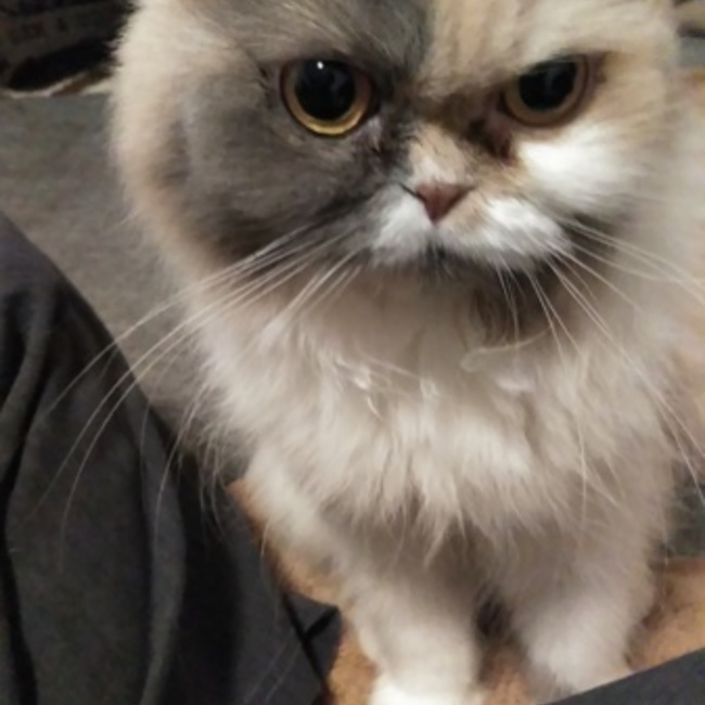 ちびちえのカバー写真