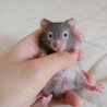7/6更新☆ゴールデンハムスターの里親募集 サムネイル2