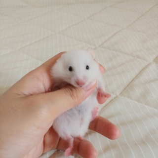 7/6更新☆ゴールデンハムスターの里親募集