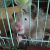 7/6更新☆ゴールデンハムスターの里親募集 サムネイル4
