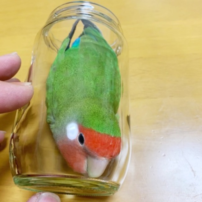 timocyのカバー写真
