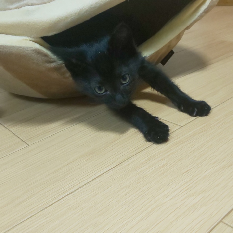 くーちゃんのカバー写真