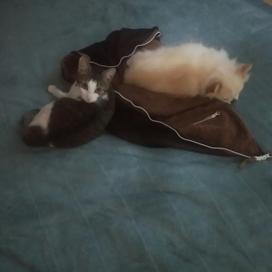 ミィのカバー写真