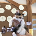 ちょっとシャイな三毛猫ちゃん