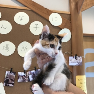 ちょっとシャイな三毛猫ちゃん