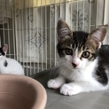 美猫です♪