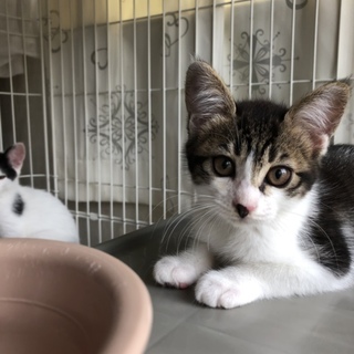 美猫です♪