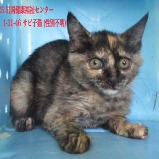 譲渡されました。