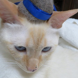 「四十九日」サムネイル1