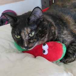 「四十九日」サムネイル2