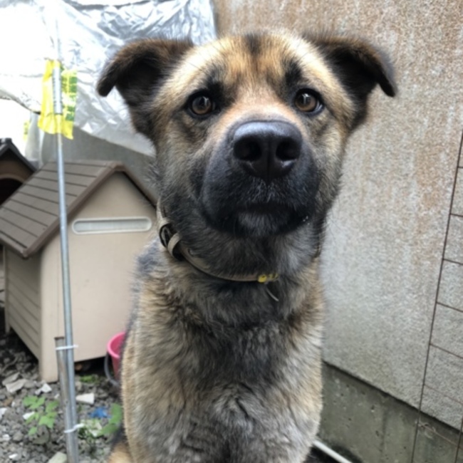 吐呂のカバー写真