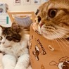 保護犬猫情報発信センターラ...(保護活動者)