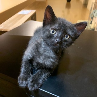 只今交渉中です。お洒落ブラックスモーク・さつき君