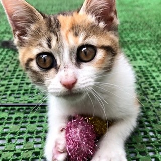 甘えん坊な三毛優しい、家族決まりました。