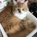 ふわふわ茶白の男の子です。