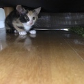 兄妹子猫の引き取り手を募集しております