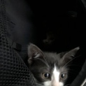 兄妹子猫の引き取り手を募集してます。
