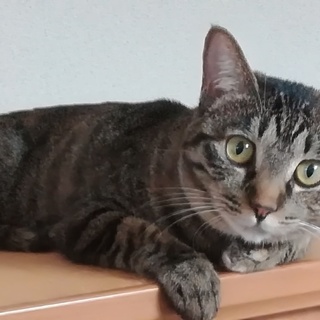 猫譲ります(メス2歳)