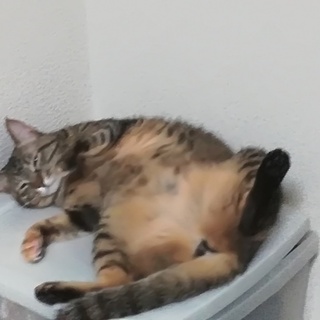 猫譲ります(メス2歳)