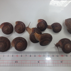 「「カンちゃん２世」孵化から1年（6/28）」サムネイル2