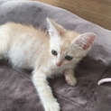 可愛い茶トラの子猫