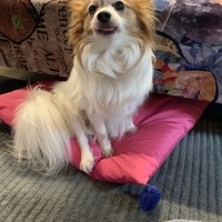 モコ