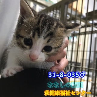 まん丸お目目のキジ白君♡兄妹4匹で収容 035