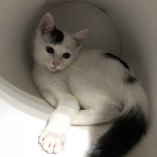 人懐っこいブランくん里親募集 名古屋