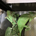 エボシカメレオンのペア