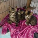 キジトラの子猫3匹！！