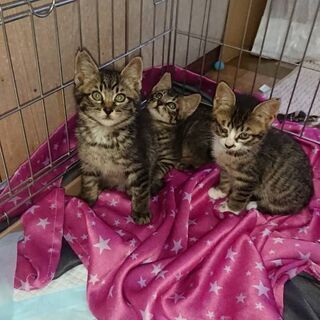 キジトラの子猫3匹！！