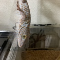 トッケイヤモリ