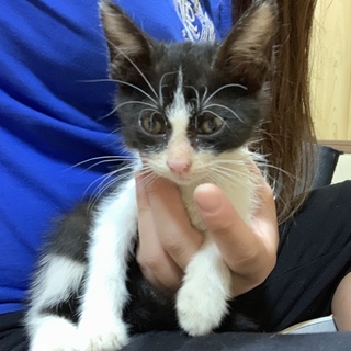 子猫3匹 里親募集