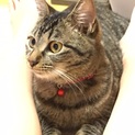 キジトラ２歳 2匹です
