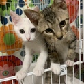 見て！見て！かっわいい♡兄弟(=^ェ^=)