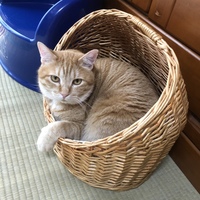 右京さん