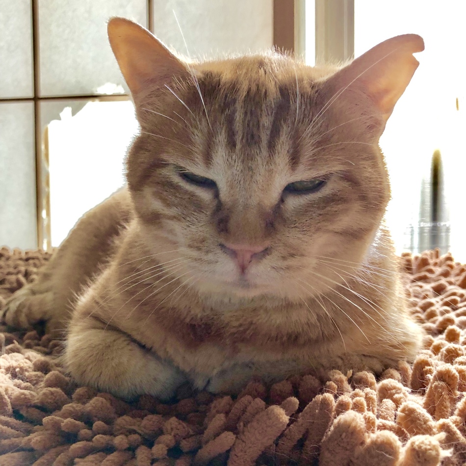 右京さんのカバー写真