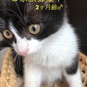 やんちゃな男の子2ヶ月齢